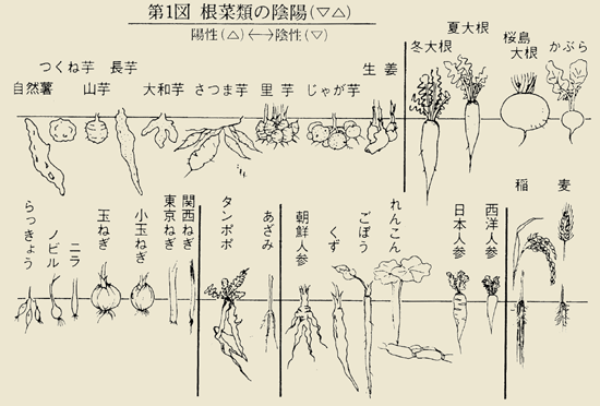 根菜類の陰陽